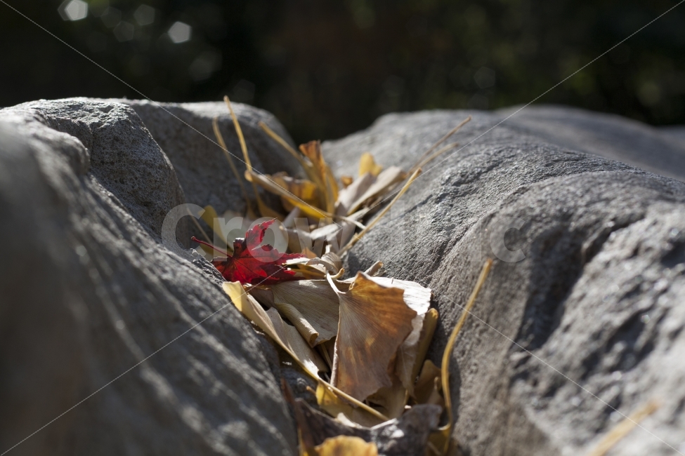 낙엽,가을,감성사진,분위기,바위,가을,계절,fall,autumn,season,식물,자연,plants,nature,leaf,잎,plant