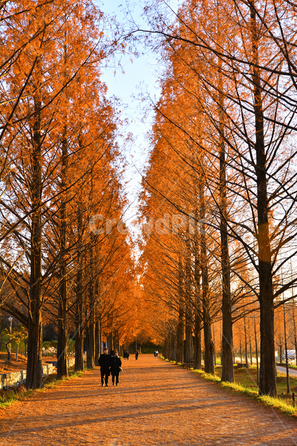 메타쉐콰이어,가로수길,길,산책로,늦가을,가을풍경,fall,autumn,road,시즌,계절,분위기,연인,사람들,데이트,걷고싶은,해질무렵,석양,노을,그림자,빛,명암,수직,길다,가을분위기,가을서정,나무,가을,계절,fall,autumn,season,자연,풍경,nature,landscape,사람,인물,인간,human,person,연인,커플,사랑,lover,couple,tree,plant,식물,tree trunk,나무 줄기