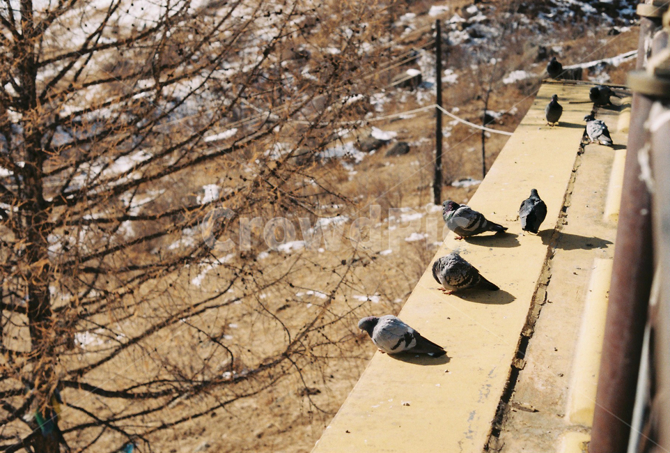 몽골,자연,동물,새,비둘기,나무,겨울