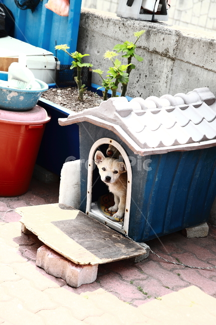 강아지,개,개집,dog,puppy,doghouse