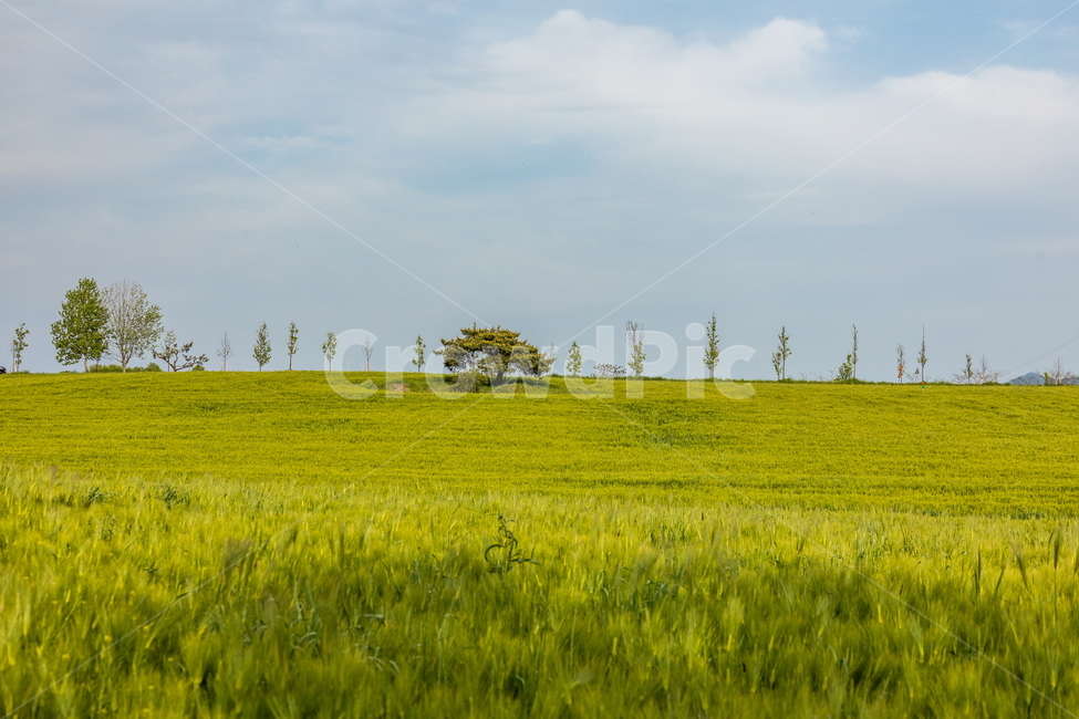 청보리,청보리밭,보리,풍경,landscape,고창청보리밭,봄