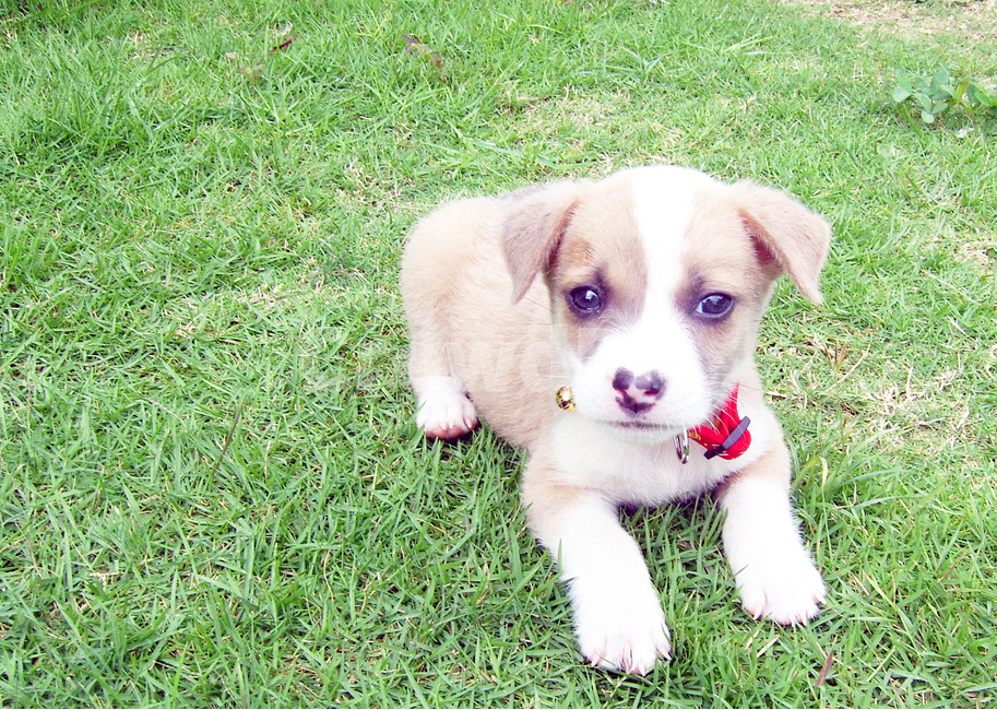 강아지,필리핀,카비테,다스마리냐스,열대지방,개,동물,animal,포유류,mammal,개,강아지,dog,doggy