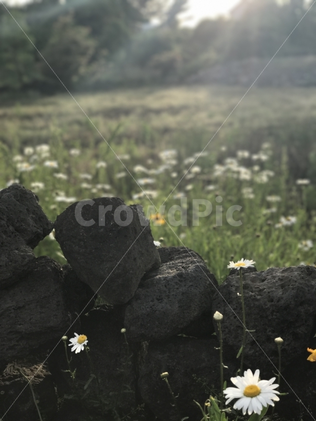 제주도,자연,무보정,꽃,돌담,감성사진,하얀색,자연,풍경,nature,landscape,식물,plants,꽃,flower,제주도,jeju,jeju island,plant,blossom