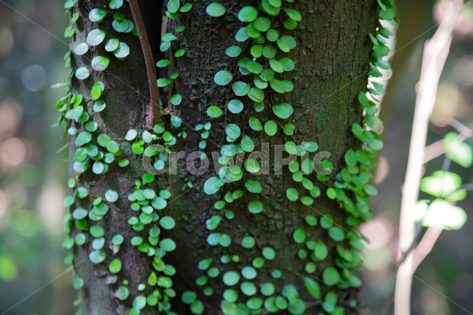 콩란,자연,풍경,식물,이끼,나무,식물,자연,plants,nature