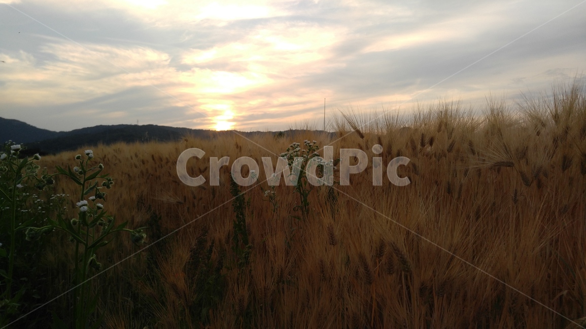 보리,보리밭,노을,식물,갈색,배경,barley,abarleyfield,sunset,brown,background