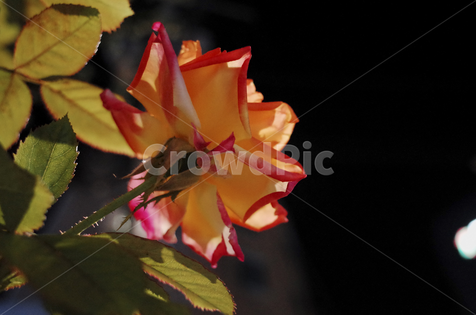 blossom,꽃,flower,식물,plant,red,빨간꽃,빨간,붉은,붉은꽃,들꽃,rose,장미,밤,야경