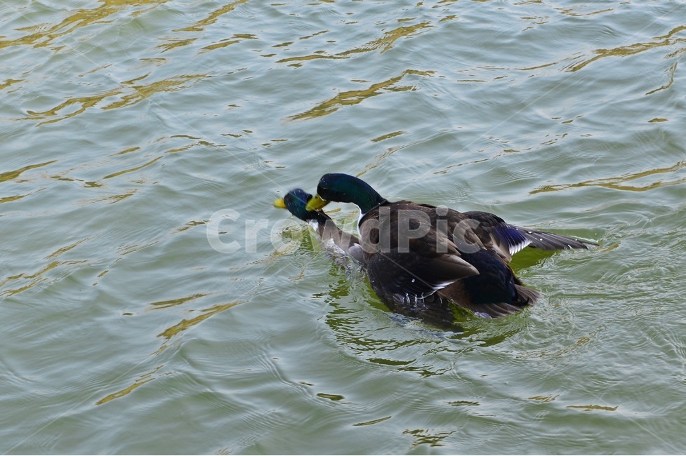 animal,동물,bird,새,duck,오리,mallard,청둥오리,waterfowl,물새,짝짓기,동물,animal,조류,새,birds