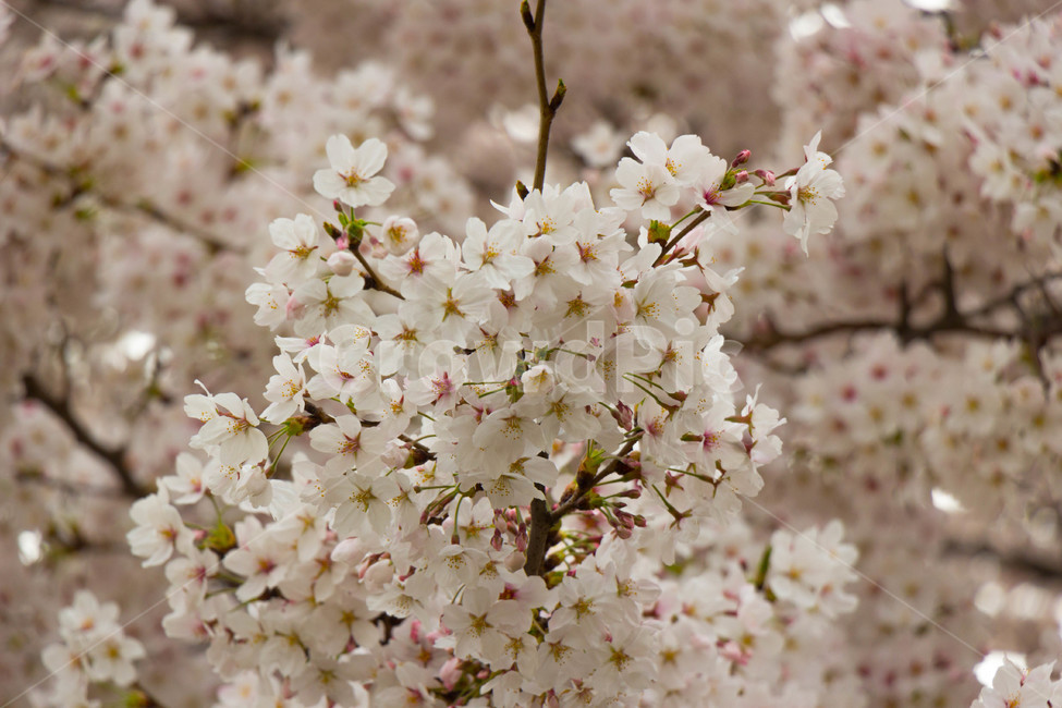 꽃,벚꽃,봄,벚꽃나무,식물,봄,계절,spring,season,식물,자연,plants,nature,꽃,flower,plant,blossom
