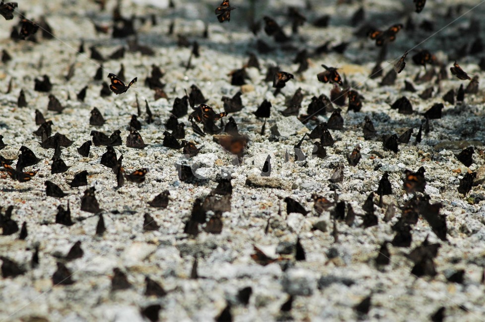뿔나비,네발나빗과,뿔나빗과,나비,곤충,자연,동물,animal,곤충,벌레,insect,bug