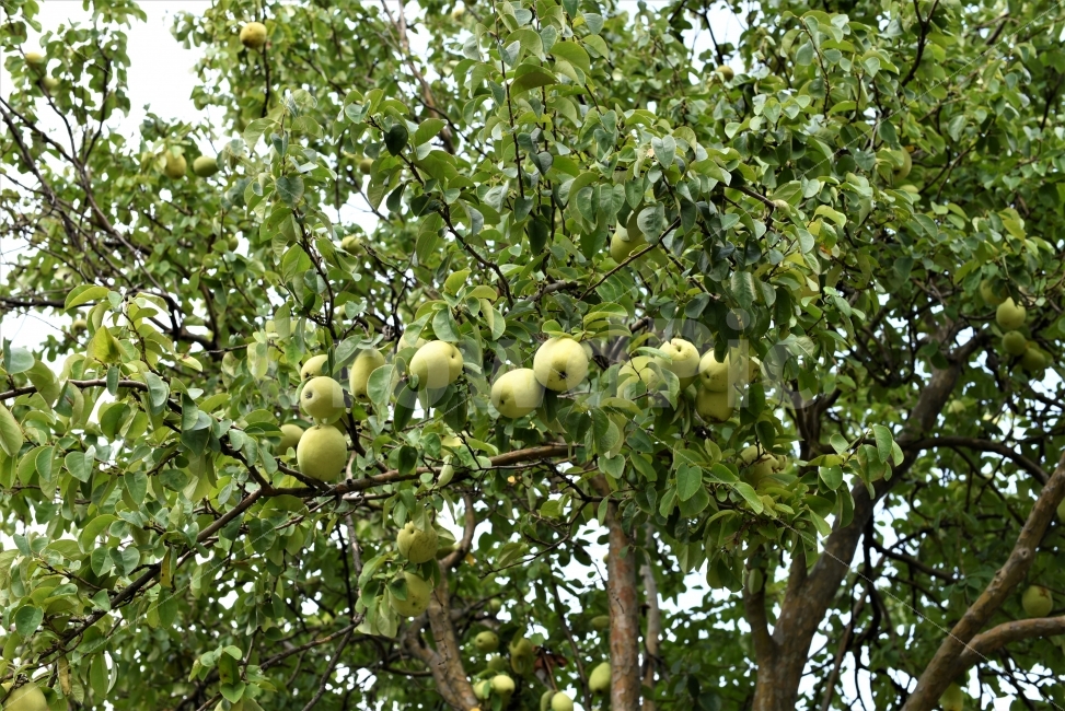 모과나무,녹색,열매,수확,잎,차,모과차,푸른잎,green,Chinesequince,tree,day,가을,나무,자연,배경,식물,자연,plants,nature,음식,식재료,요리,food,cook,meal,dishes,food reserves,과일,열매,fruit