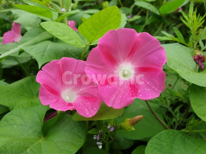 자연,식물,꽃,nature,plant,flower,blossom,분홍꽃,pink,핑크꽃,나팔꽃,활짝핀,두송이,초록잎,greenleaf,식물,자연,plants,nature,꽃,flower