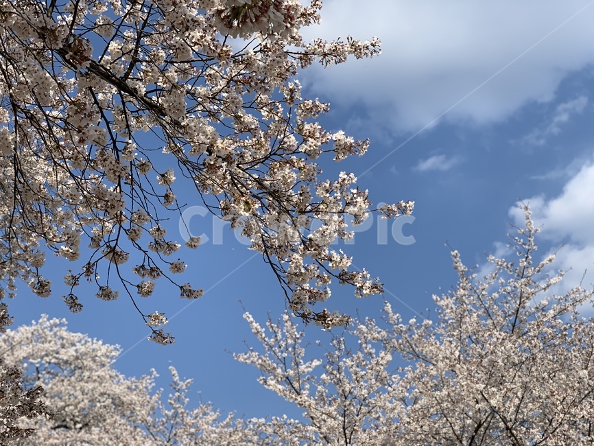 plant,cherryblossom,식물,flower,꽃,벚꽃,봄,따듯함
