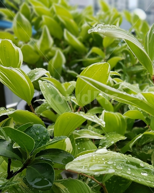 물방울,비,이슬,초록,푸른,나뭇잎,식물,깨끗한,맑은,waterdrop,green,leaves,leaf,식물,자연,plants,nature