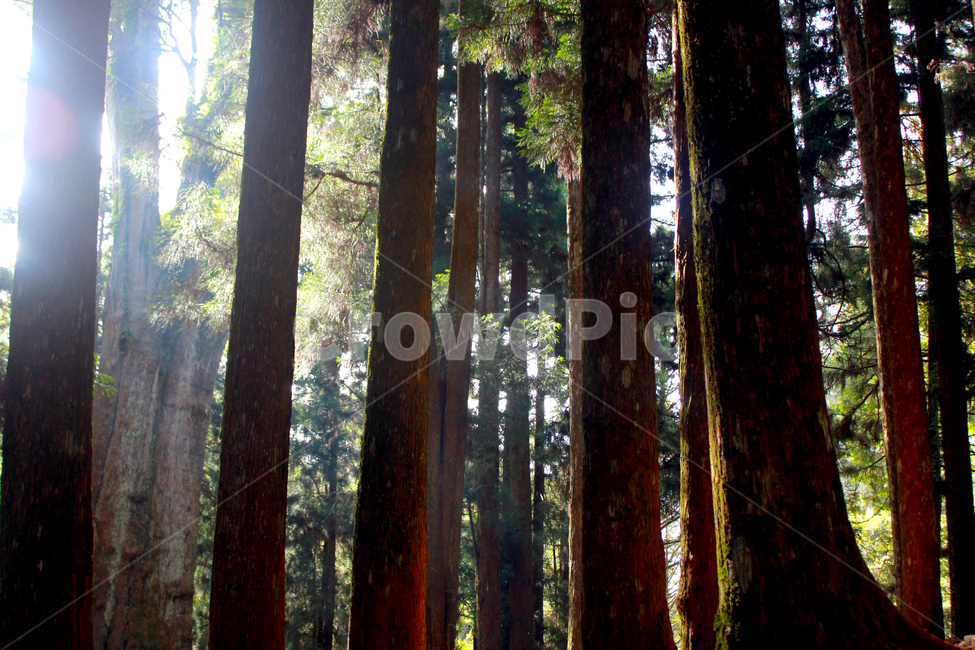 나무,tree,식물,plant,redwood,세쿼이아,숲,거목,숲속,forest,힐링,쉼,초목,빛