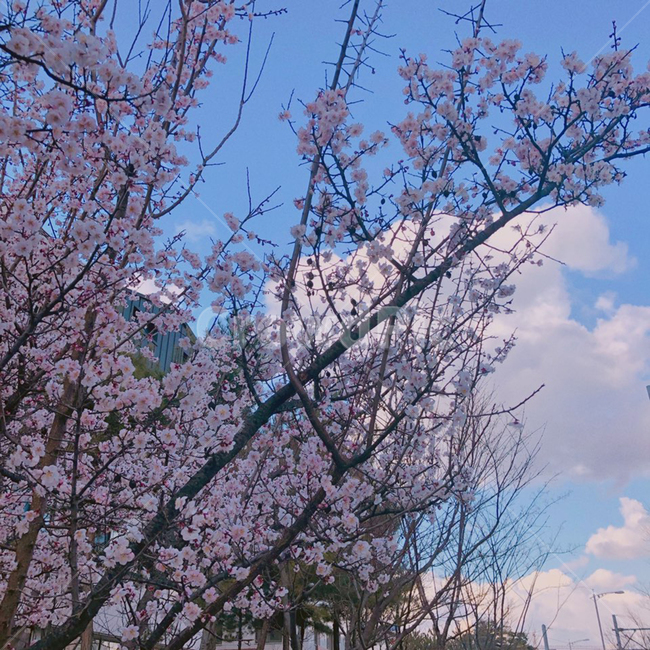 벚꽃,꽃,하늘,나무,분홍,봄,계절,spring,season,자연,풍경,nature,landscape,plant,식물