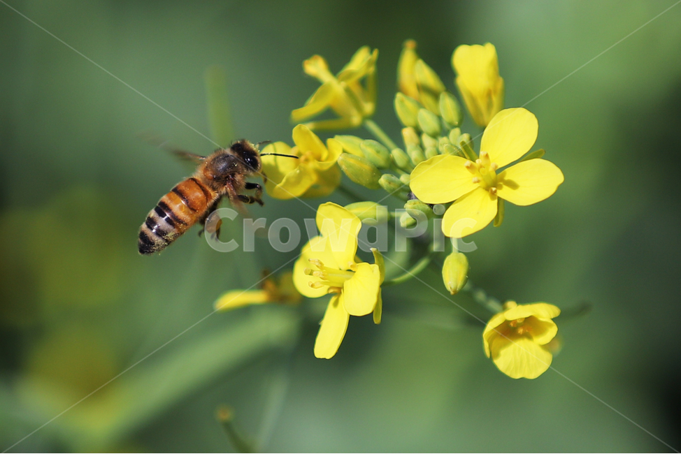 유채꽃,꿀벌,벌,날으는벌,접근,식물,자연,plants,nature,꽃,flower,동물,animal,곤충,벌레,insect,bug