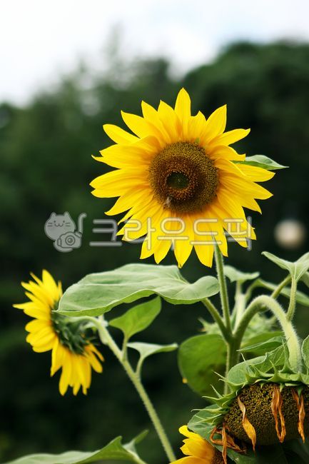 꽃,해바라기,해바라기꽃,노란꽃,벌,꿀벌,큰꽃,식물,줄기,초록,자연,flower,sunflower