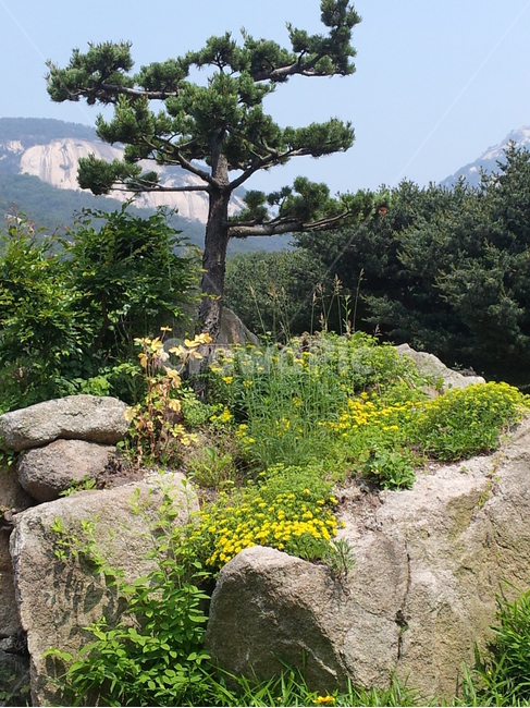 바위와소나무,한국의자연,바위,소나무풍경,자연풍경