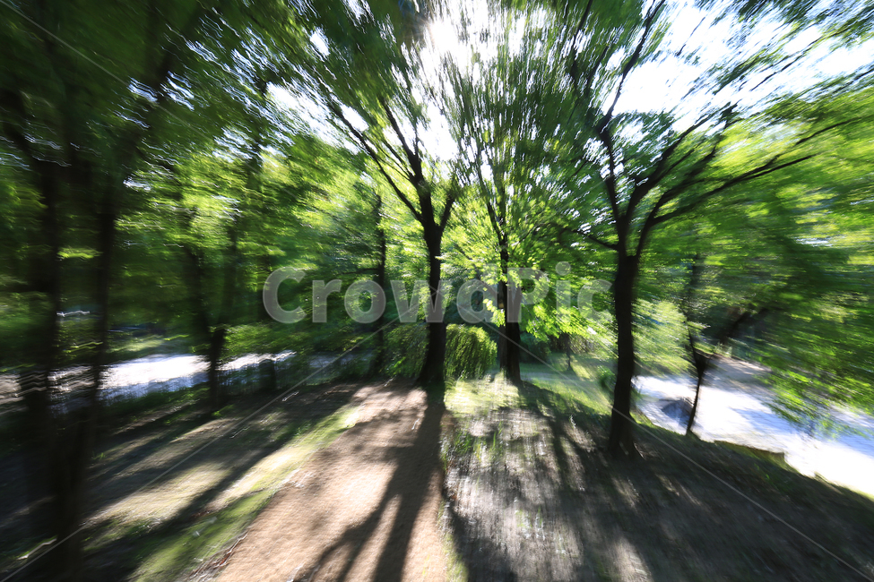 서울숲공원,나무,주밍샷,park,초록,green,tree,zooming,자연,풍경,nature,landscape,vegetation,초목,plant,식물,land,땅,forest,숲,woodland,삼림지,outdoors,옥외
