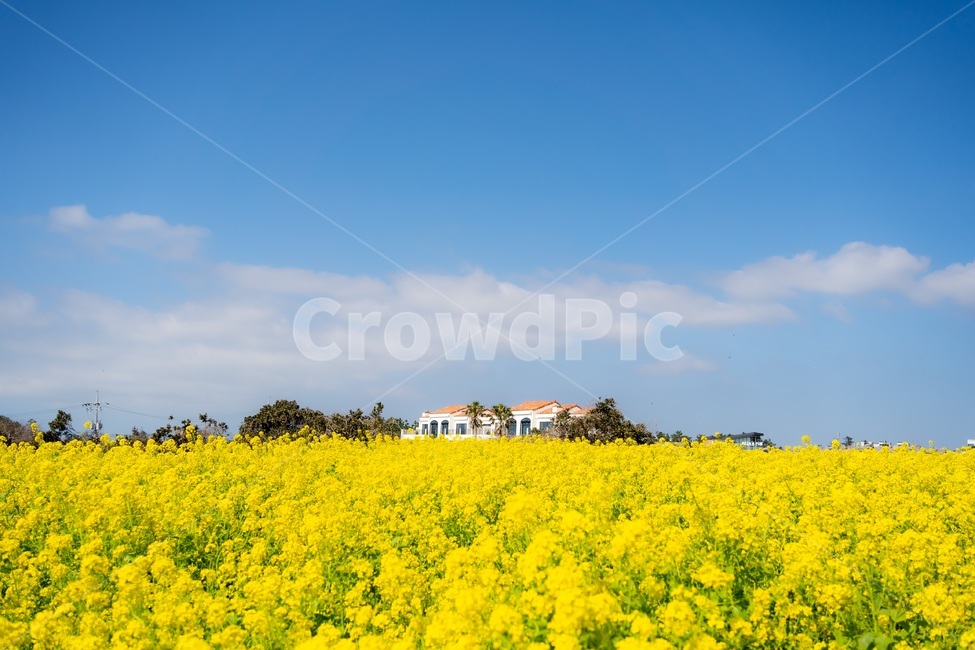 outdoors,옥외,field,grassland,rural,농촌,countryside,farm,농장,목초지,meadow,제주도,노란꽃,힐링,휴가,여행지,관광,관광지,노랑,유채꽃,유채꽃밭,봄,계절,식물,자연,꽃,spring,season,plants,nature,감성