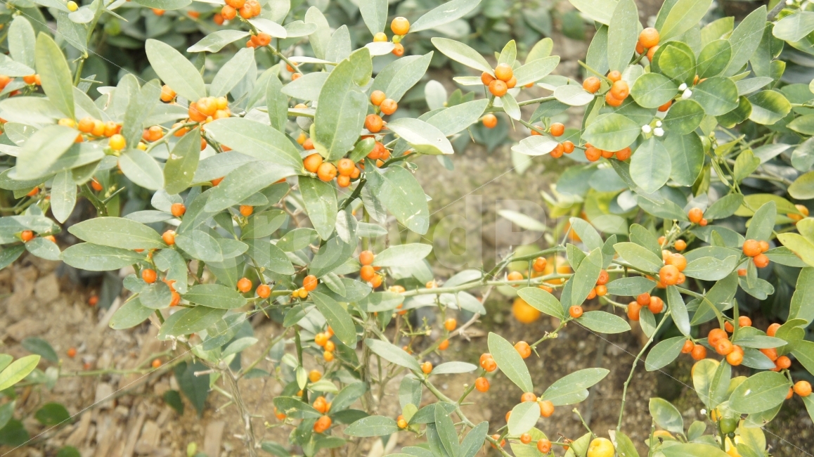 수목원,꽃,여행,안동,산책,식물,과일,귤,식물,자연,plants,nature