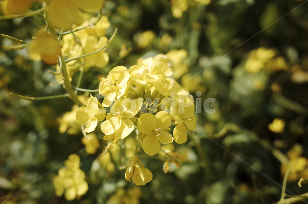 유채꽃,유채,봄꽃,봄,노란꽃,yellow,green,flower,꽃,plant,식물,초록