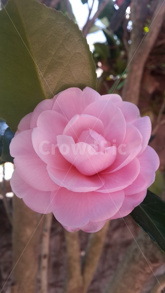꽃,분홍꽃,분홍색,들꽃,자연,flower,pinkflower,roadflower,nature,korea,beautiful,cute,walking,식물,자연,plants,nature,꽃,flower