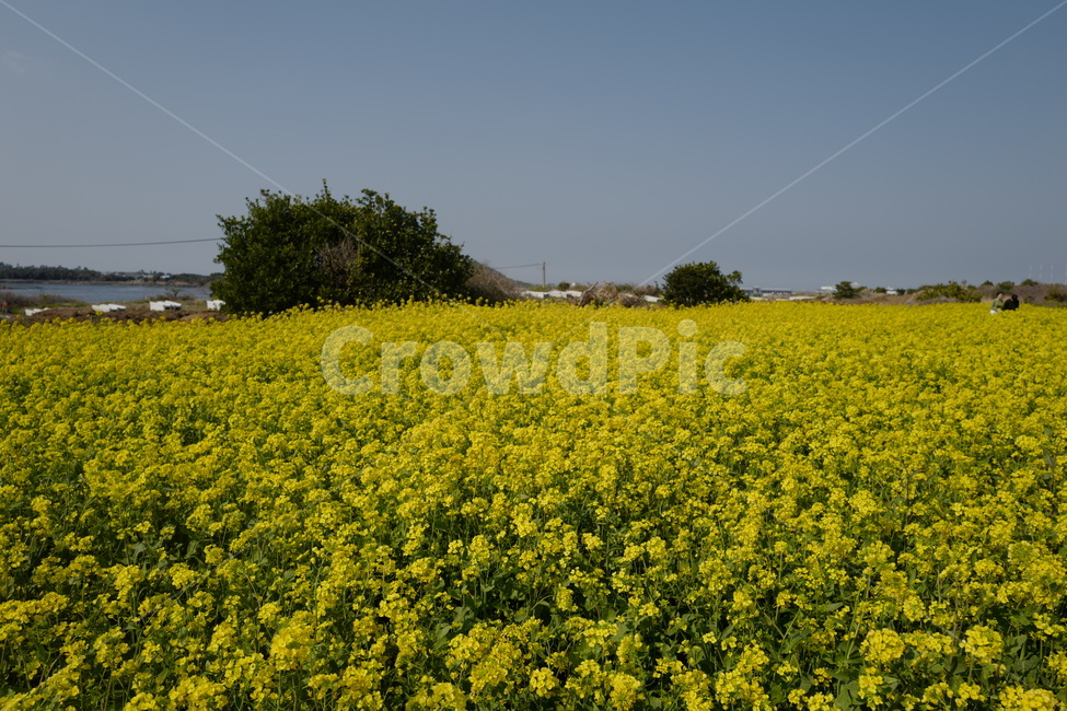제주도,유채꽃,옐로우,광치기해변,노란꽃,봄,계절,spring,season,자연,풍경,nature,landscape,grassland,목초지,field,들,outdoors,옥외,rural,농촌,farm,농장
