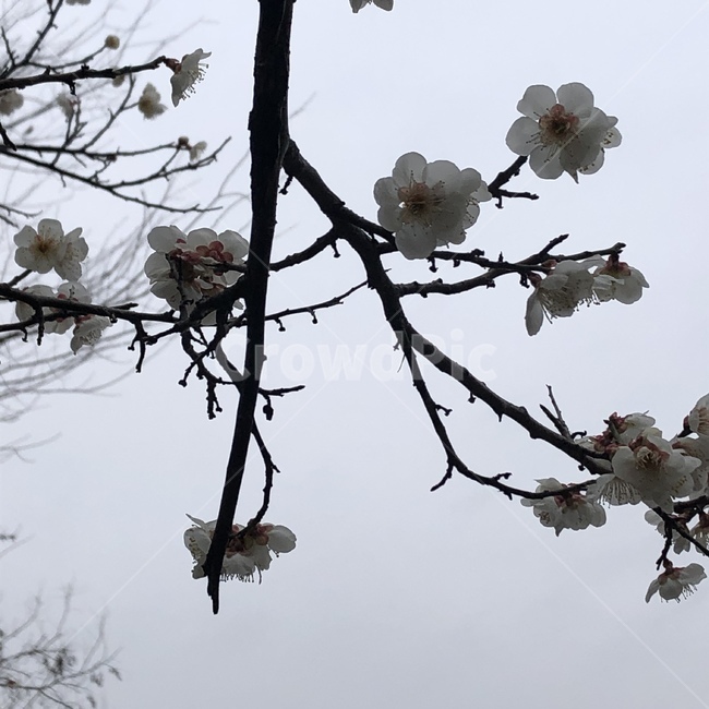 plant,식물,blossom,꽃,flower,벚꽃,봄,시작