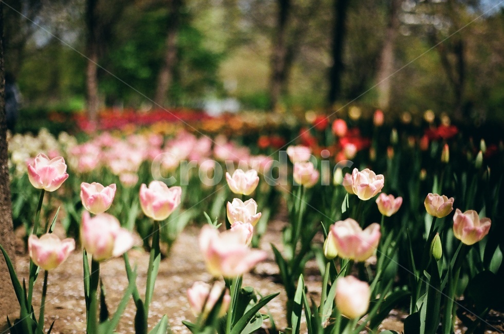 튤립,봄,아날로그,필름사진,서울숲,spring,tulip