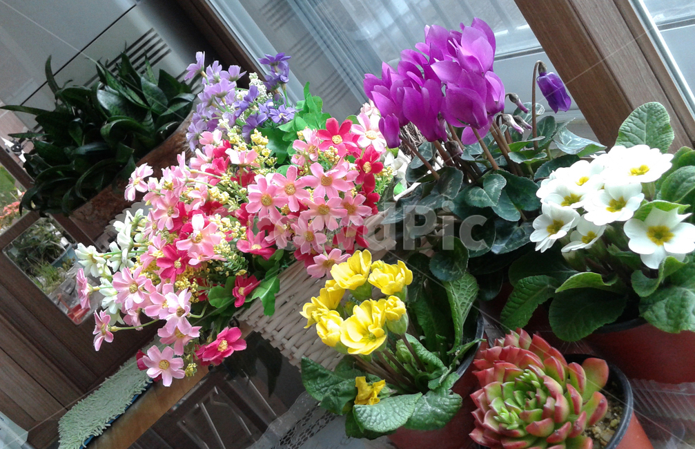 꽃,화분,식물,색감,flower,실내용화초,화분,화초,house plant