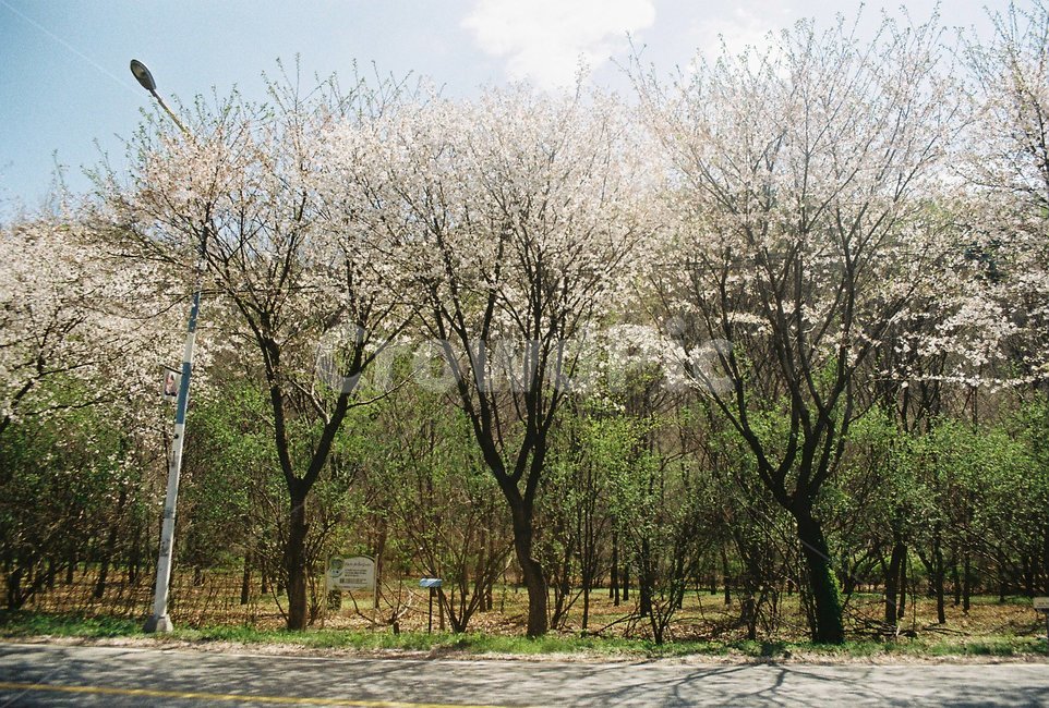 나무,식물,tree,꽃,꽃길,봄