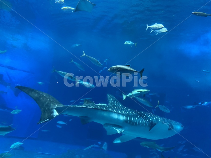 물,water,sea,ocean,sealife,fish,anima,물고기,해양생물,바다,상어,shark