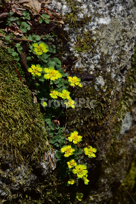 금괭이눈,야생화,봄,꽃,풀꽃,자연,식물,식생,plants,nature,spring,season,flower