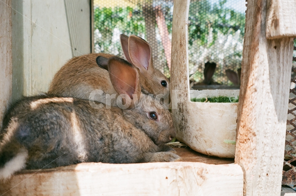 토끼,동물,자연,토끼두마리,필름카메라,동물,animal,포유류,mammal