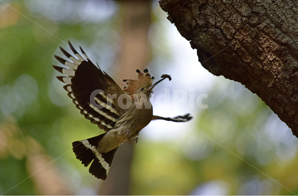 후드티,hoopoe,upupaepops,철새,여름철새,조류,여름새,파도비행,오디새,동물,animal,조류,새,birds