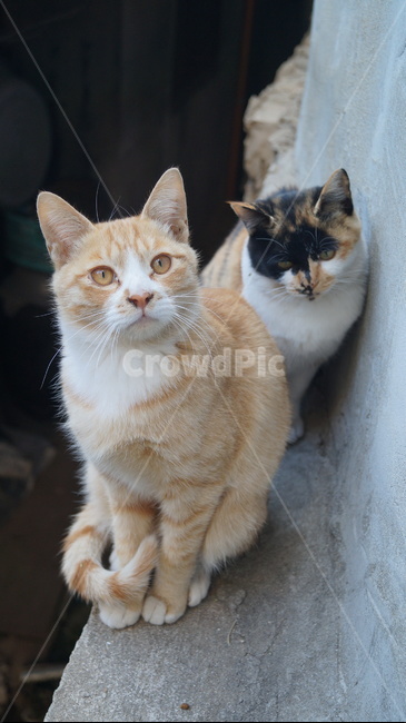 고양이,길고양이,치즈태비,길냥이,숏컷,삼색이,동물,animal,포유류,mammal,고양이,cat,kitten,kitty