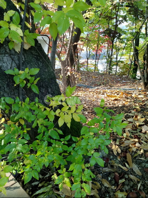 가을,단풍,낙엽,maple,plant,식물,단풍나무,단풍잎,leaf,잎,tree,나무,계절,fallautumnseason,가을단풍,자연,풍경,경치,가을,계절,fall,autumn,season,식물,자연,plants,nature,나무,trees,wood,tree trunk,나무 줄기,ground,바닥