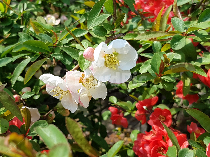 꽃,봄,화단,길가꽃,flower,꽃배경,예쁜꽃