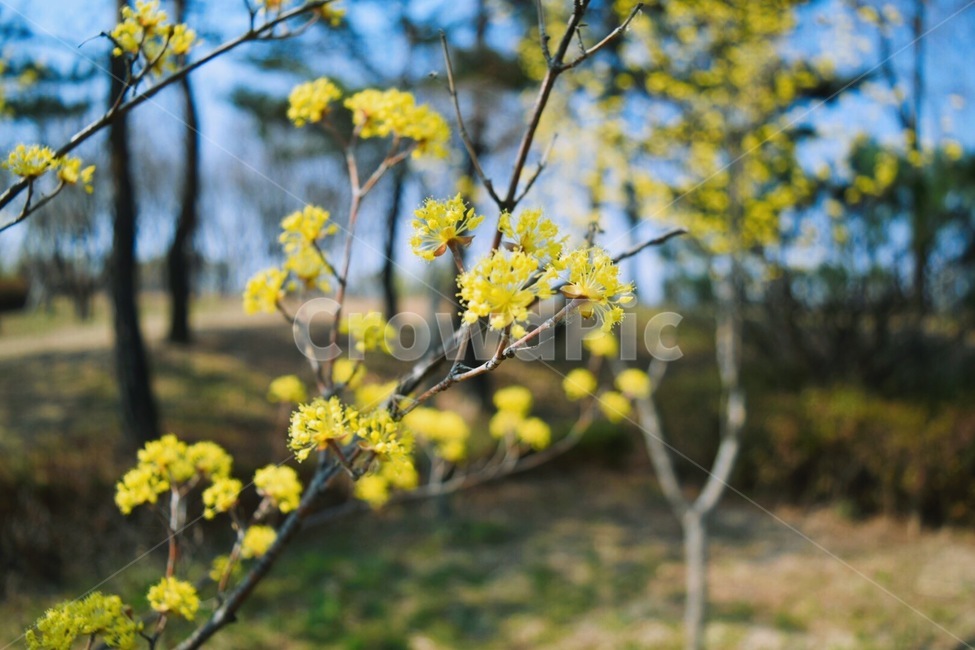 plant,식물,flower,꽃,blossom,cherryblossom,벚꽃