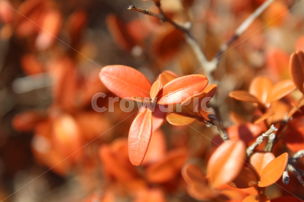 leaf,잎,plant,식물,tree