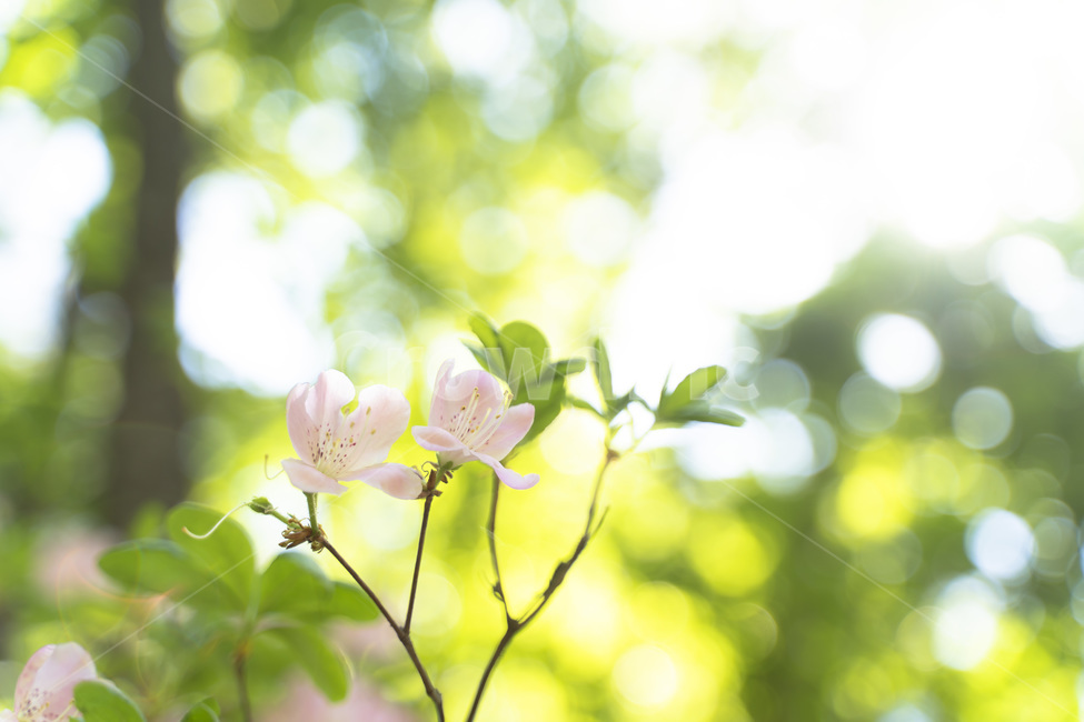 식물,꽃,철쭉,자연,nature,flower