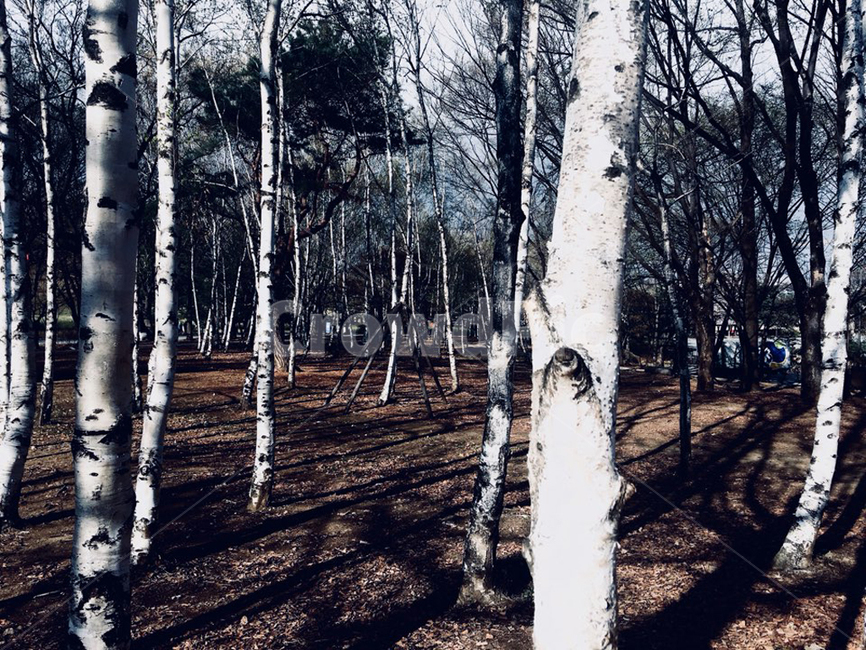 나무,tree,식물,숲,삭막,자연,풍경,nature,landscape,plant