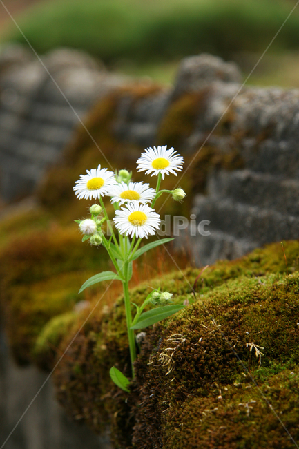 담장,이끼,소국화,plant,식물,꽃,flower