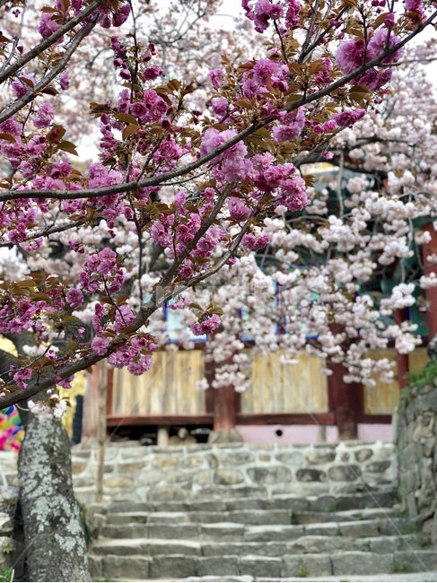 개심사,왕벚꽃,서산,아침,꽃,벚꽃,봄,계절,spring,season,식물,자연,plants,nature,꽃,flower,plant,blossom