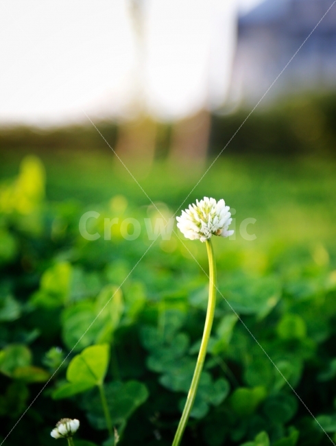 토끼풀,꽃,초록,클로버,행복,식물,자연,plants,nature,꽃,flower,감성,sensible,feeling