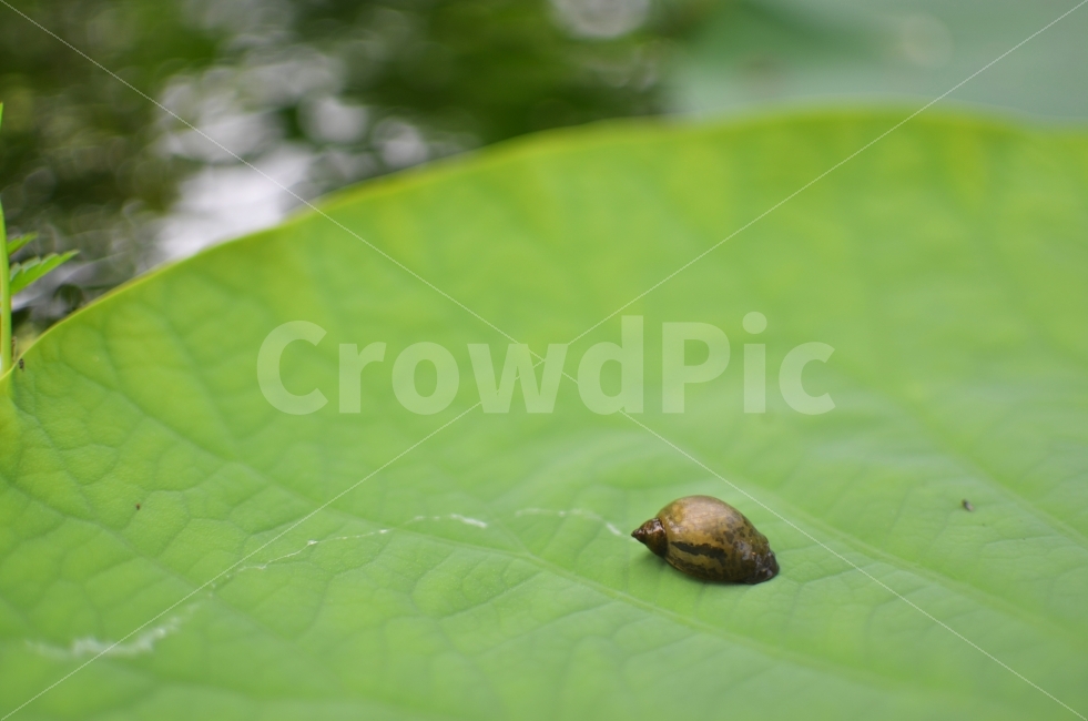 달팽이,당팽이집,우리집은,연잎,DSLR,식물,자연,plants,nature,동물,animal