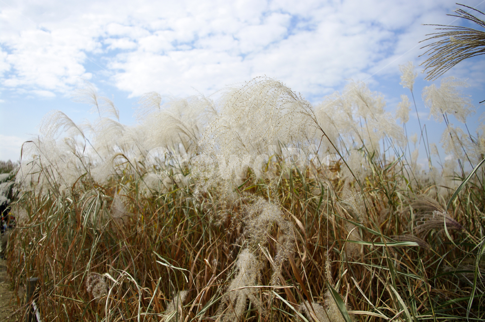 가을,억새,자연,nature,식물,plant,하늘,구름,자연,풍경,nature,landscape,grass,잔디,lawn,reed,갈대
