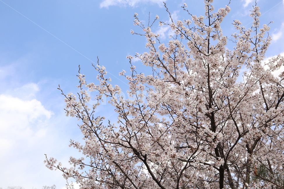 벚꽃,하늘,구름,봄,맑은하늘,봄,계절,spring,season,자연,풍경,nature,landscape,plant,식물