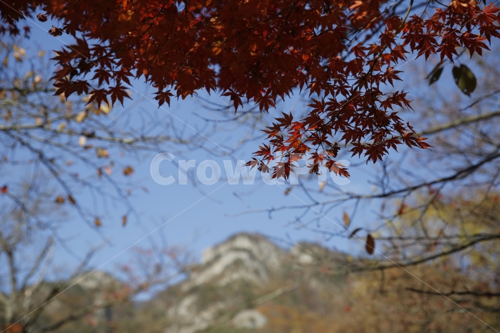 가을,낙엽,가을사진,단풍,은행,하늘,풍경,풍경사진,감성사진,감성,landscape,단풍놀이,출사,가을,계절,fall,autumn,season,식물,자연,plants,nature,plant,leaf,잎,tree,나무
